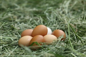 Freshly laid eggs nestled in straw on a sunny day