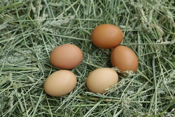 Freshly gathered eggs displayed among natural hay bedding