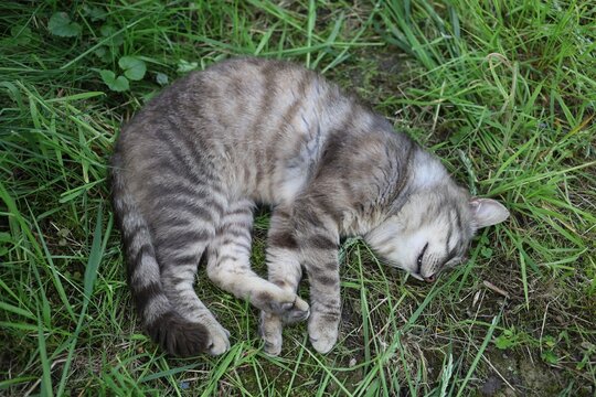 Cat sleeping peacefully on green grass in a sunny garden