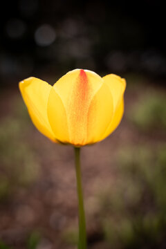 Close-Up of a Radiant Yellow Tulip in Spring Bloom