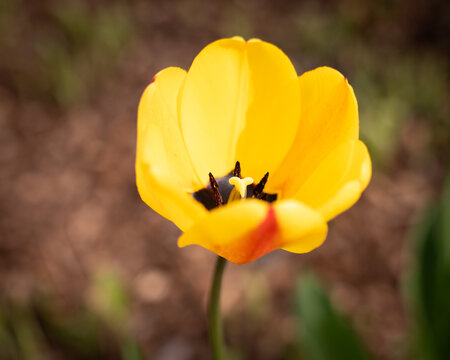 Close-Up of a Radiant Yellow Tulip in Spring Bloom