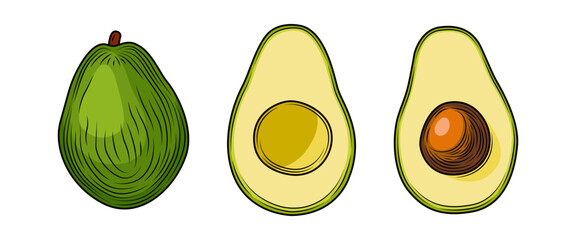 Set of colored whole and sliced ​​avocados with pit isolated on white background. Tropical summer fruit, vector hand drawn illustration. Detailed food drawing for label, poster, print.
