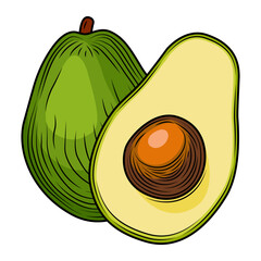 Composition of colored whole avocado and slice with pit isolated on white background. Tropical summer fruit vector hand drawn illustration. Detailed food drawing for label, poster, print.