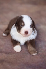 A brown and white puppy is laying on a red surface
