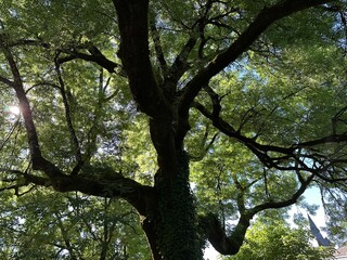 Arbre cachant le soleil