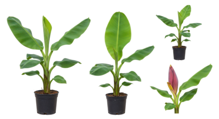 Collection of Small Potted Banana Plant Seedlings and Saplings Isolated on White Background