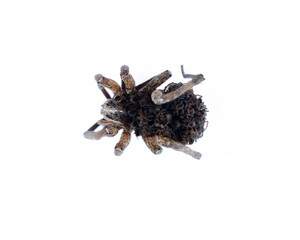 Young wolf spider (Pardosa sp.) carries and protects 50 of her children until they come of age, and...