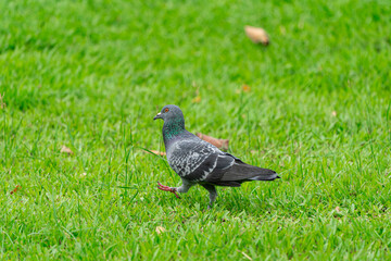 Grey pigeon walking on green grass, captured mid-step in a natural setting. Ideal for themes of urban wildlife, bird behavior, and outdoor nature scenes.