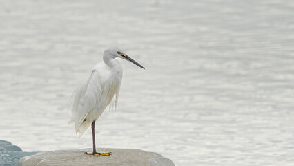 A white egret stands calmly on the riverbank, gazing toward the water. A peaceful wildlife moment captured in a natural riverside setting.
