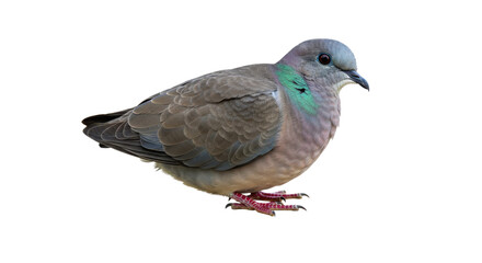 Emerald Dove bird isolated PNG with Transparent Background