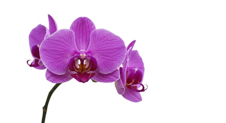 Magenta orchid flower blossoms isolated PNG with Transparent Background