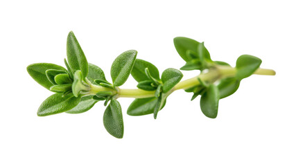 Fresh thyme sprig with green leaves isolated PNG with Transparent Background
