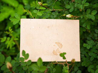 Vintage empty paper lies on green leaves of a plant, creating a rustic and natural background. The...