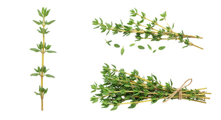 Fresh thyme herb sprigs and bunch tied with twine isolated PNG with Transparent Background