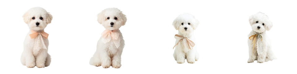 Obraz premium Adorable group of fluffy white poodle puppies