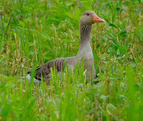 Greylag goose resting in a lush green meadow, surrounded by tall grass and wild plants, photographed in natural daylight.