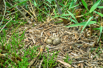 Common Tern (Sterna hirundo) nest on grouth of great bulrush (Scirpus lacustris) and reed sea...
