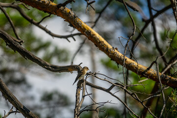 Asian brown flycatcher (Muscicapa latirostris) in the pine forests of Lake Baikal
