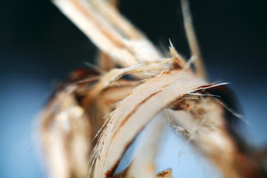 Broken branch. Bast fiber of a peeled branch. Macro