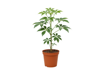 Fototapeta premium Lush green potted plant with vibrant leaves, set against a minimalistic background