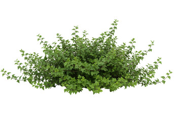 Obraz premium Lush green shrubbery thriving in a garden setting with soft sunlight filtering through