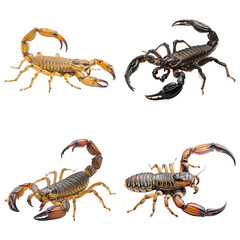 Four scorpions isolated on transparent background