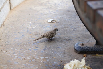 Close-up Photography of a Small Brown Bird on a Concrete Surface