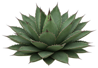 Lush green agave plant showcasing vibrant leaves with sharp edges, isolated on white