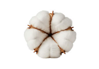 Close-up of a cotton boll showcasing its fluffy white fibers and natural structure