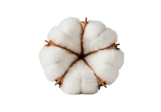 Close-up of a cotton boll showcasing its fluffy white fibers and natural structure