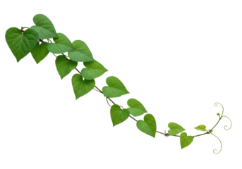 Lush green vine with heart-shaped leaves gracefully curling against a plain background