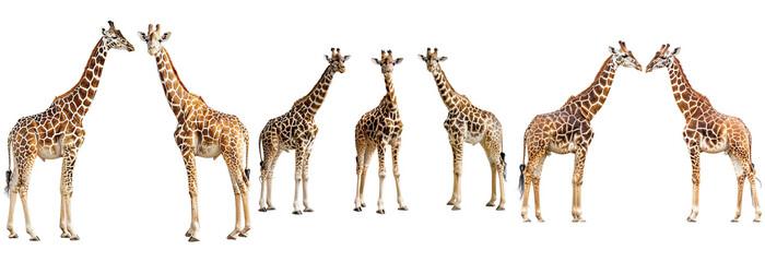 Giraffes standing isolated on transparent background © shifa