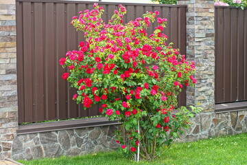 one summer beautiful thorned grown garden green leaf bush with flowers of red fresh fragrant roses with petals on the grass near the iron brown fence during the day outside