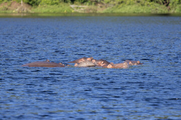 hippopotamus in the water