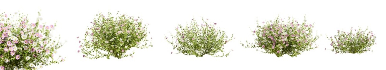 Set of beautiful, dense shrubs blooming in white and pink with selective focus close up, isolated on transparent background. 3D render.