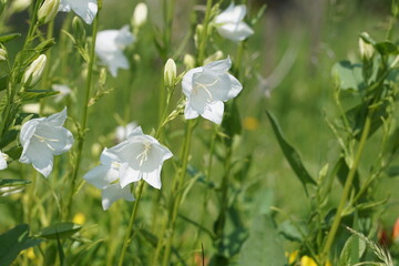 Die weiße Pfirsichblättrige Glockenblume (Campanula persicifolia) wächst im Garten zwischen...