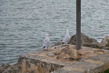Hillarys, Australia – June 3, 2025: The Hillarys Boat Harbour of Perth CBD