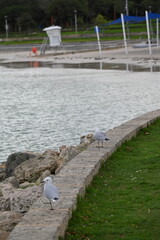 Hillarys, Australia – June 3, 2025: The Hillarys Boat Harbour of Perth CBD