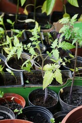 Pomidory w plastikowych doniczkach. Sadzonki pomidora rosną koło siebie.