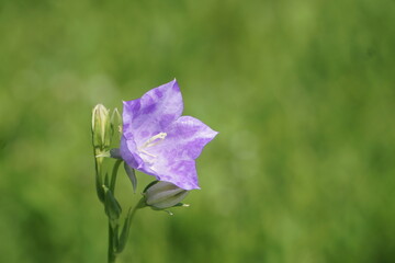 Fioletowy dzwonek brzoskwiniolistny (Campanula persicifolia) rośnie w ogrodzie wśród innych kwiatów, z widocznym sadem w tle. Kwiat sfotografowany w naturalnym świetle, w pełni kwitnienia.

