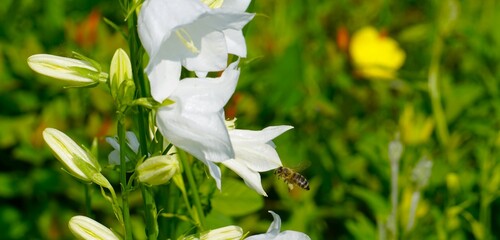 Weiße Pfirsichblättrige Glockenblumen aus der Nähe – geöffnete Blüten und geschlossene...