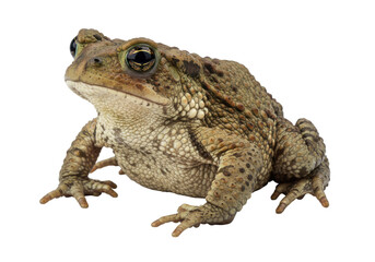 A close-up of a textured toad perched on a surface, showcasing its detailed skin patterns
