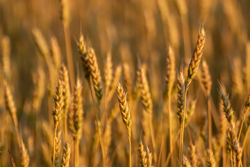Fototapeta premium Ripe wheat ears in warm morning light with soft, blurred background of rural wheat field