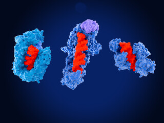 Enzymes involved in microRNA processing: exportin/RanGTP(left)) dicer/TRP,  Argonaute (right). pre-microRNA and microRNA (red)