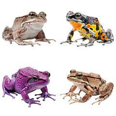 Four frogs in different hues on transparent background