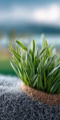 Close-Up of Lush Green Grass Growing from Soil – Natural Eco Background Concept
