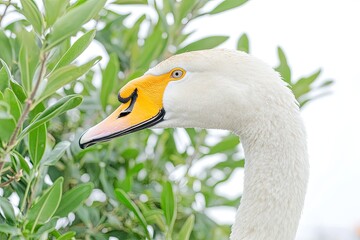 Obraz premium Close-up of a swan's head and neck, white plumage with bright yellow beak, set against a backdrop of lush green foliage