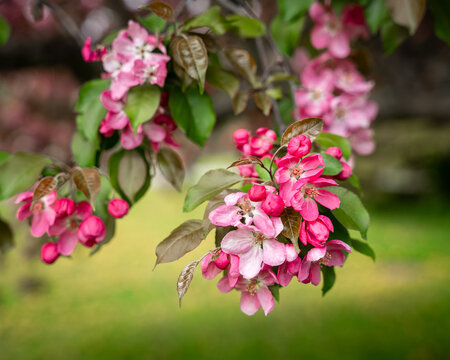 Close-Up of Pink Apple Blossoms in Spring