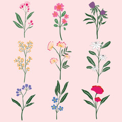 Elegant floral illustration featuring hand-drawn blooming flowers in a soft artistic style. Perfect for prints, fabric, stationery, and decorative designs. High-resolution botanical artwork.