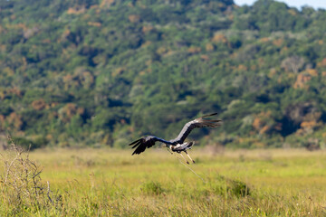black vulture in flight